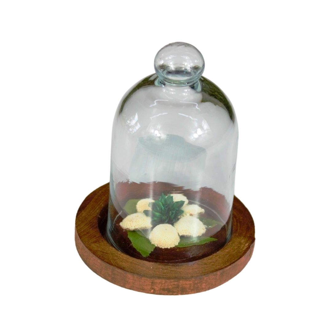 Mini Arranjo de Botão Branco na Cúpula de Vidro