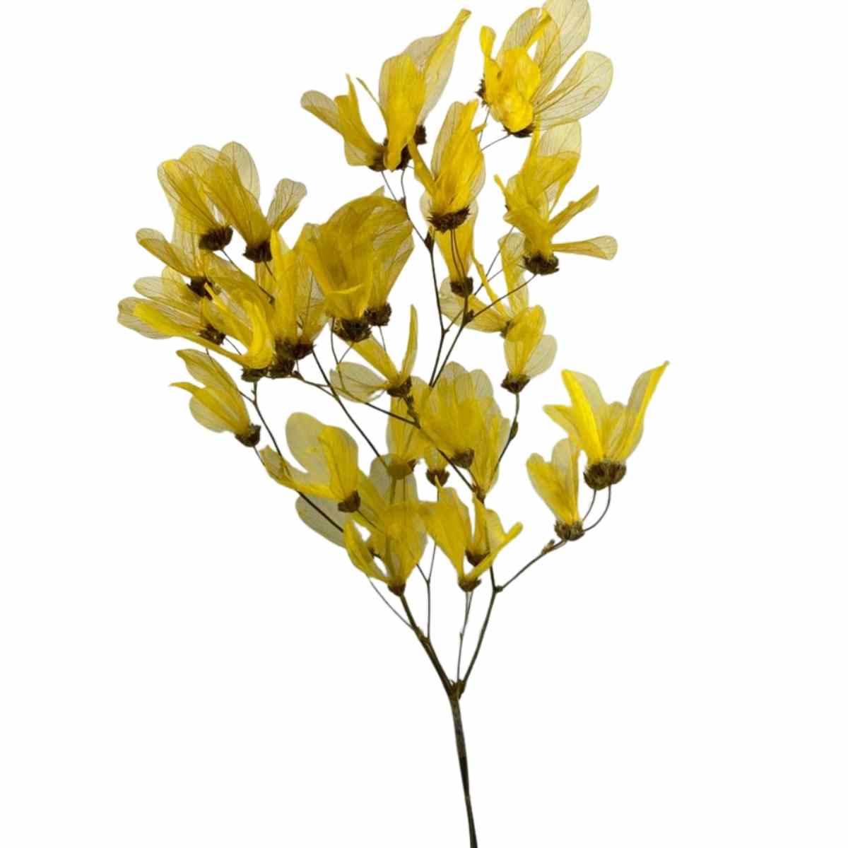 Planta Seca Folha Cabo Verde Esqueletizada Amarela 50cm