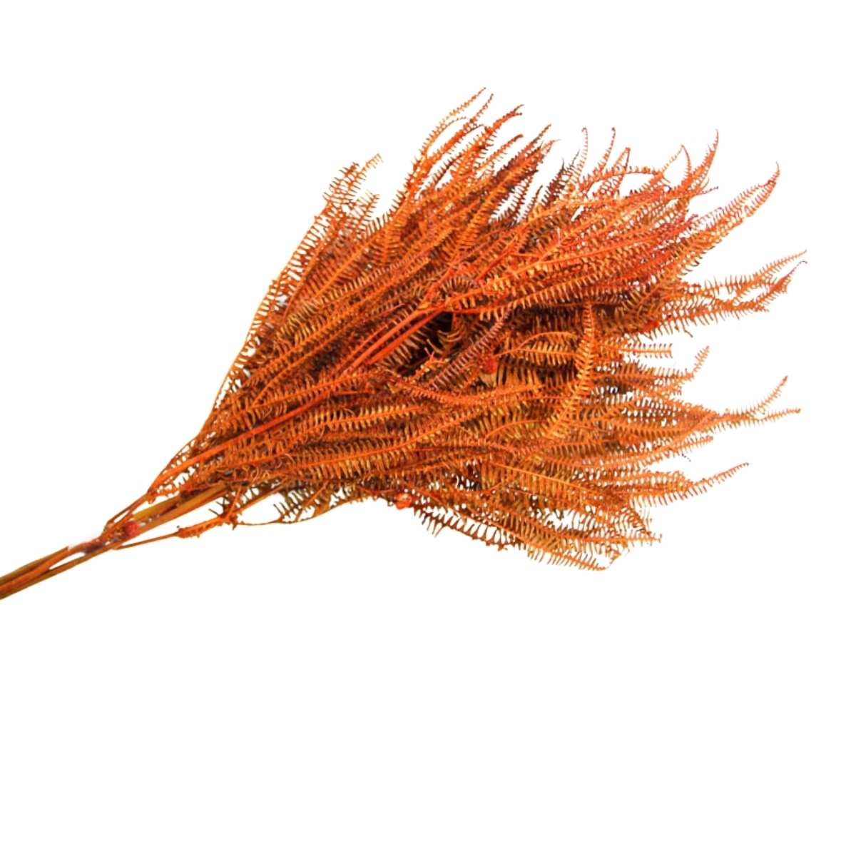 Samambaia Tres Andares Laranja Desidratado