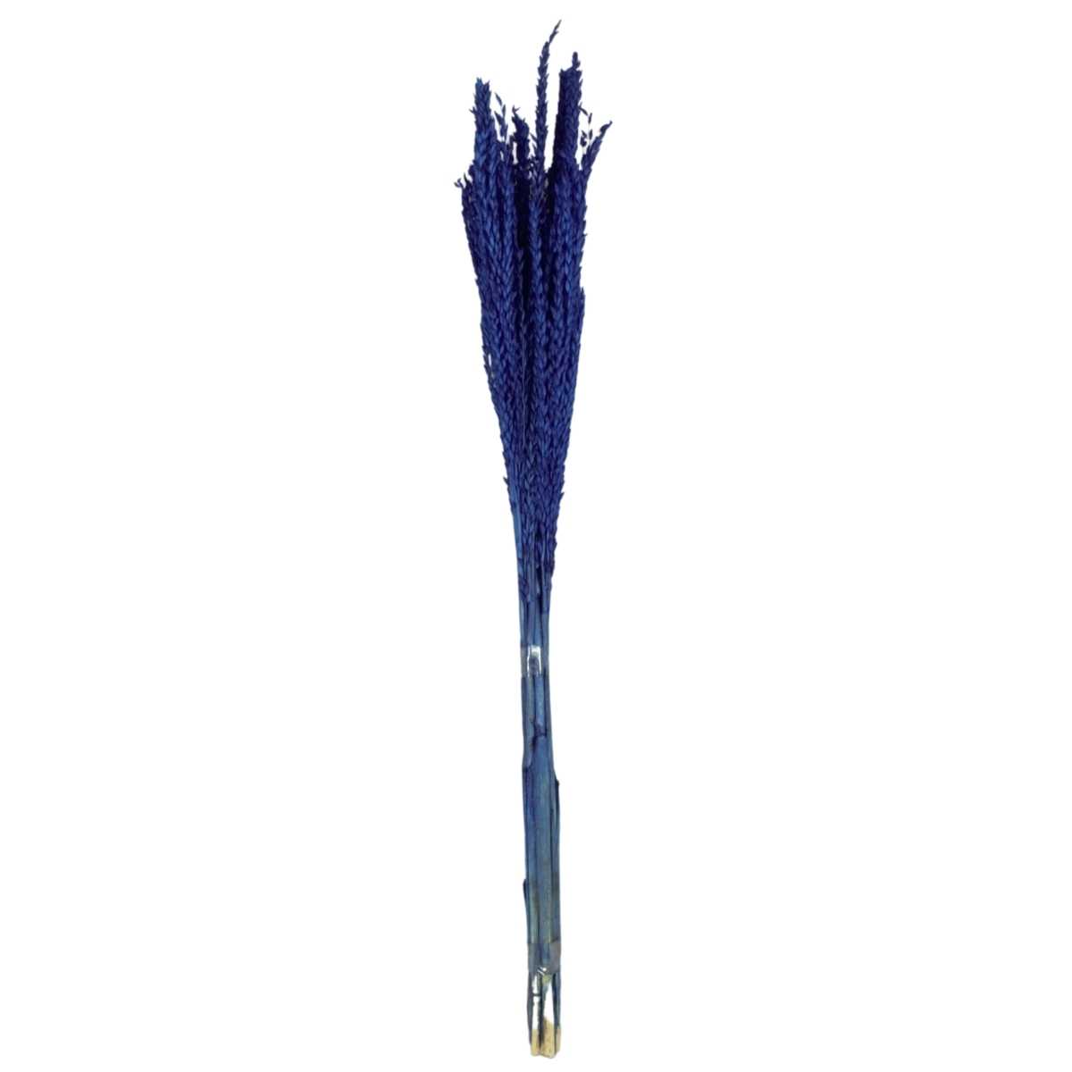 Planta Seca Flor de Milho Azul 60 cm
