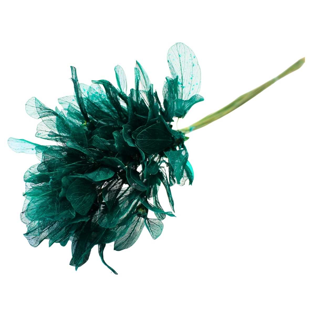 Planta Seca Folha Asa de Barata Verde 50cm