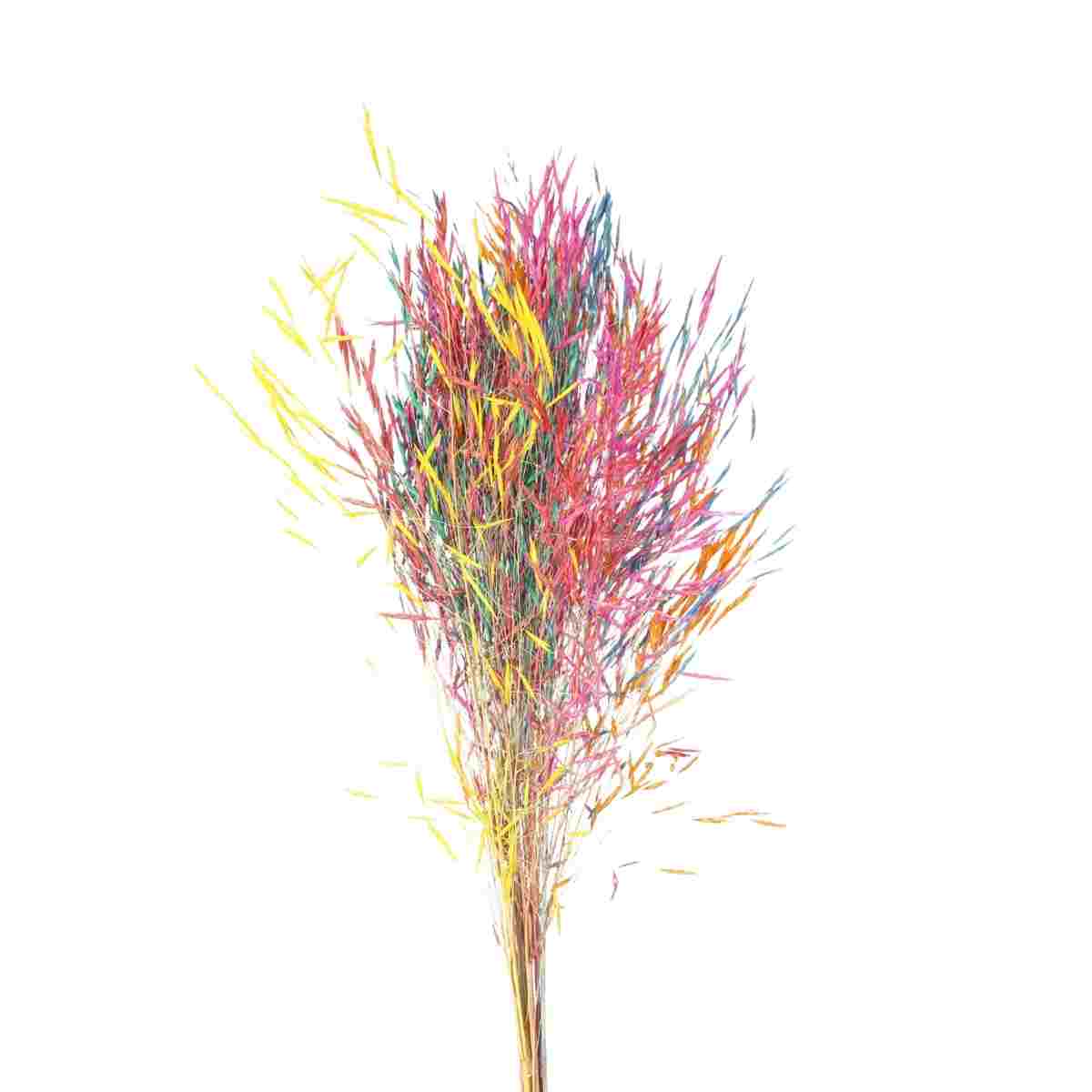 Planta Seca Capim Chorão Arco-íris 60 cm