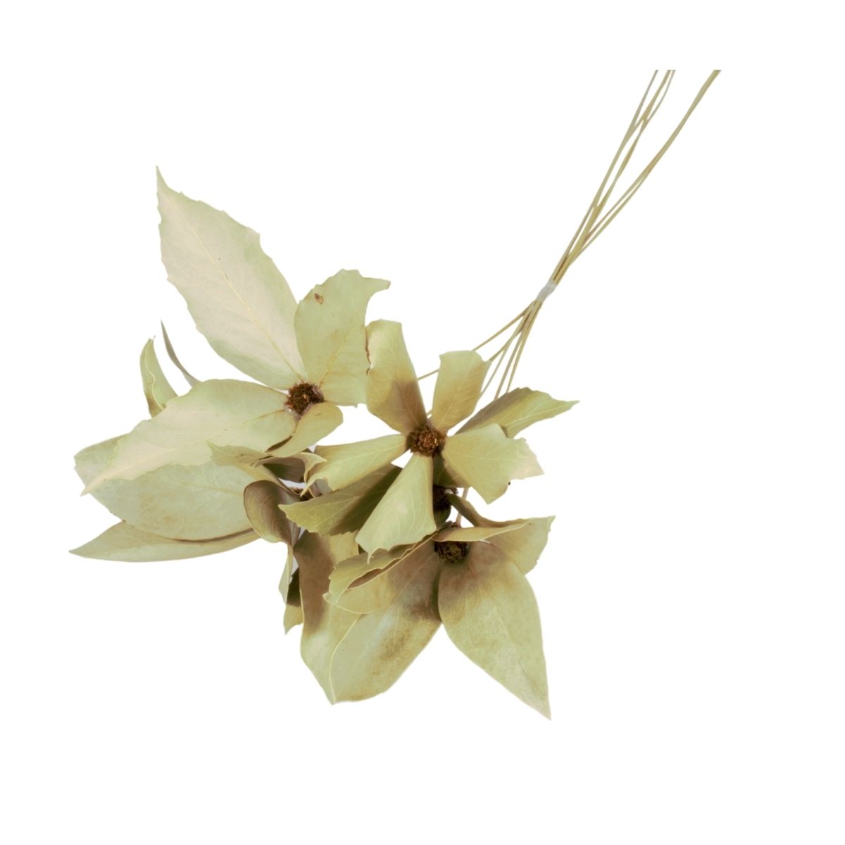 Planta Seca Flor de Carne de Vaca Natural 60cm