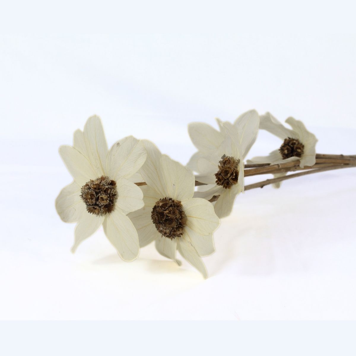 Planta Seca Flor de Margarida