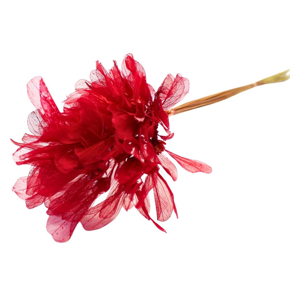 Planta Seca Folha Asa de Barata Vermelho 50cm