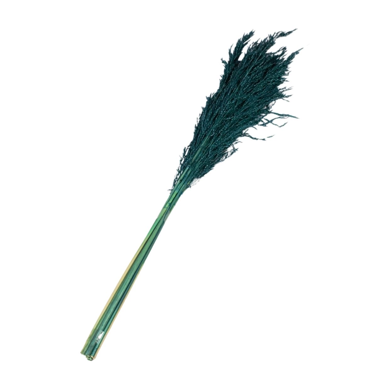 Planta Seca Capim Arroz do Cerrado Verde