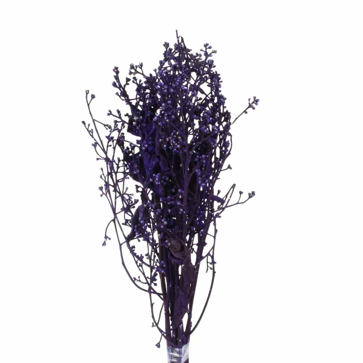 Dedo De Anjo Roxo Flor Desidratada Buque Flores Secas