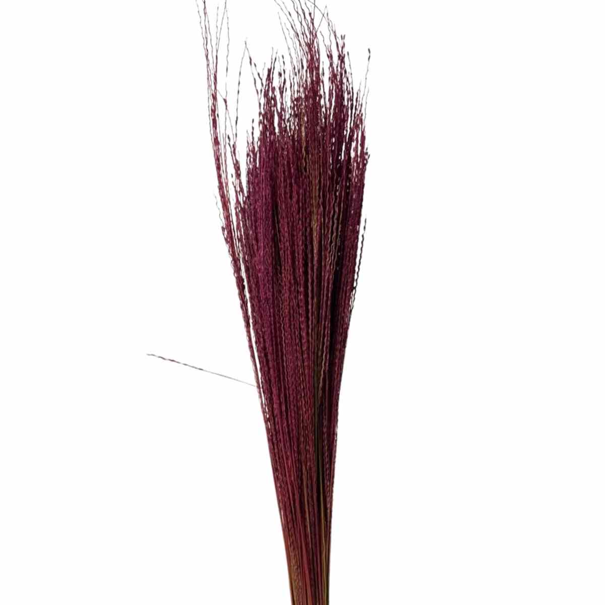 Capim Fio De Ouro Desidratado - Rosa