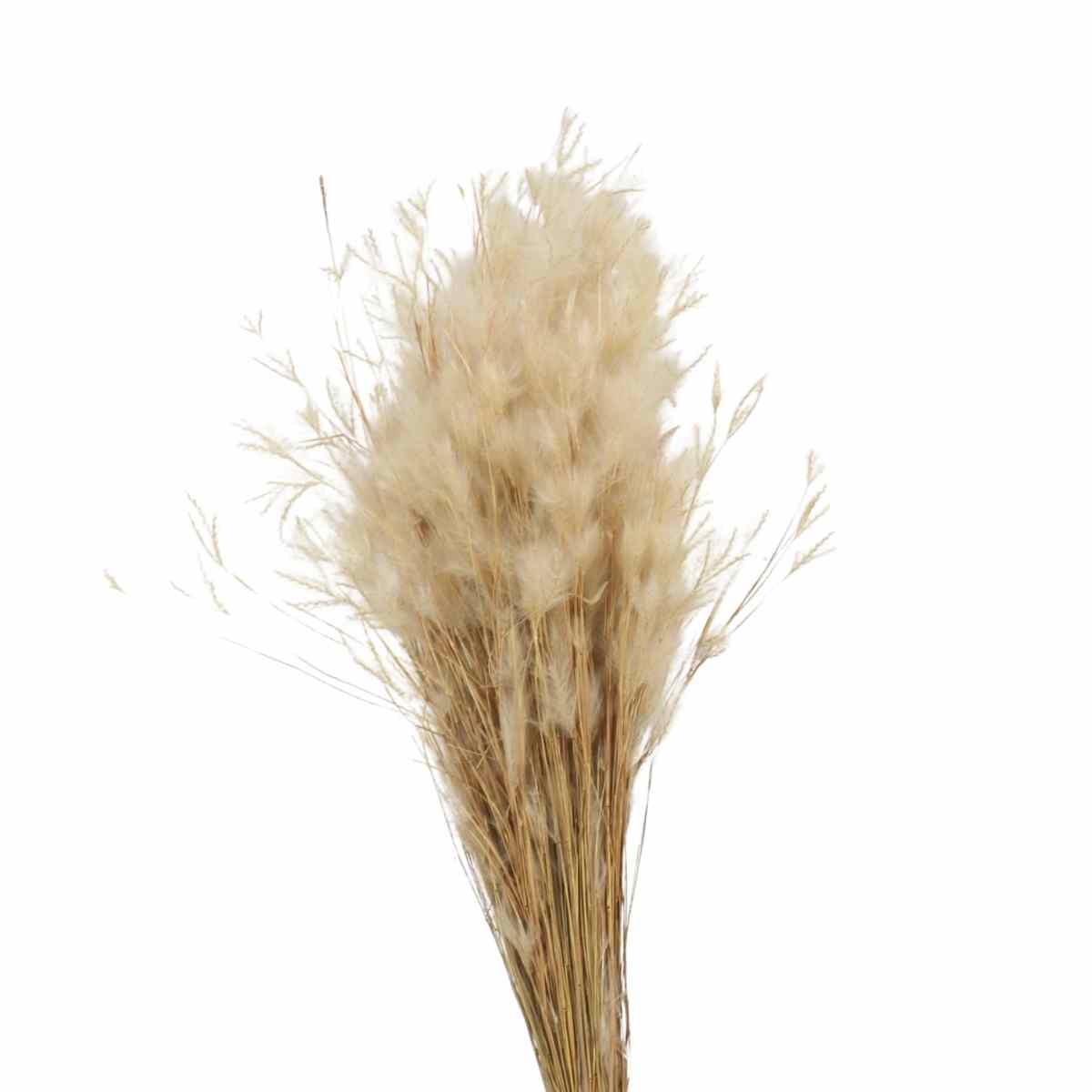Pluminha Natural Flor Desidratada Buque Flores Secas