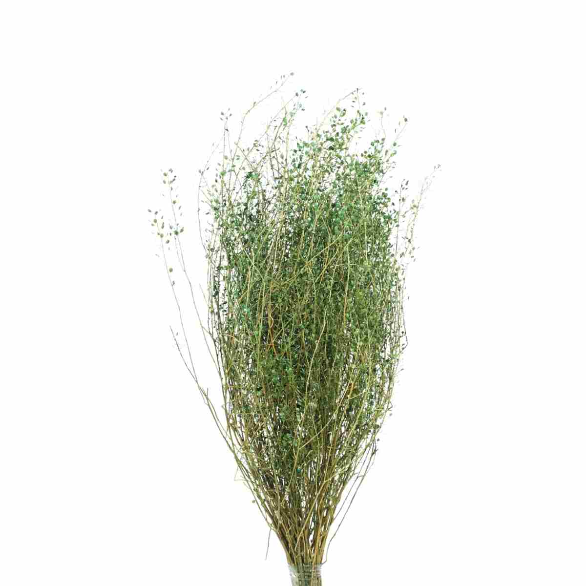 Sementinha Verde Desidratada p/ Decoração