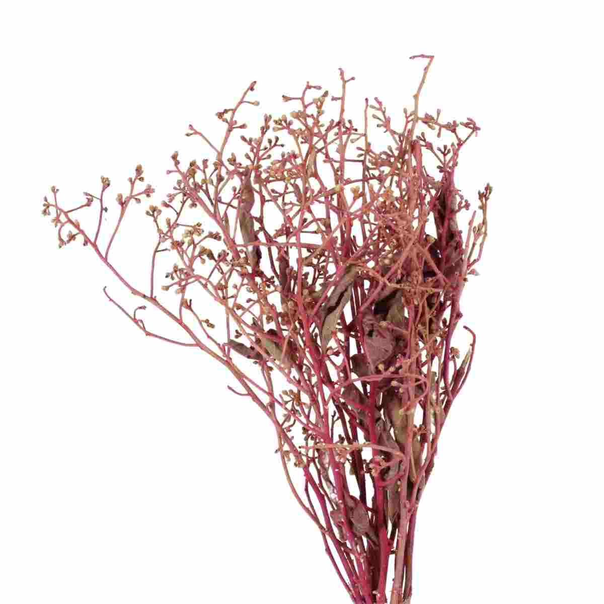 Dedo De Anjo Rosa Flor Desidratada Buque Flores Secas