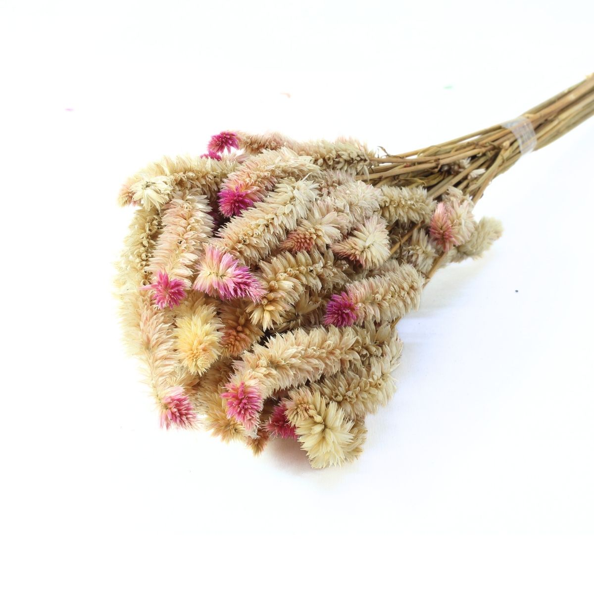 Planta Seca Buque Celosia Natural