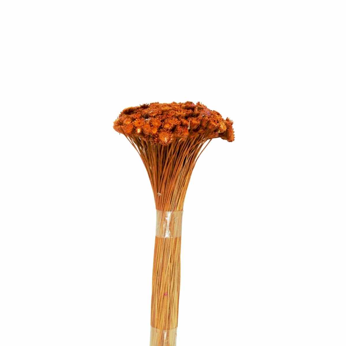 Plantas Seca Botão Margarida Desidratado Laranja