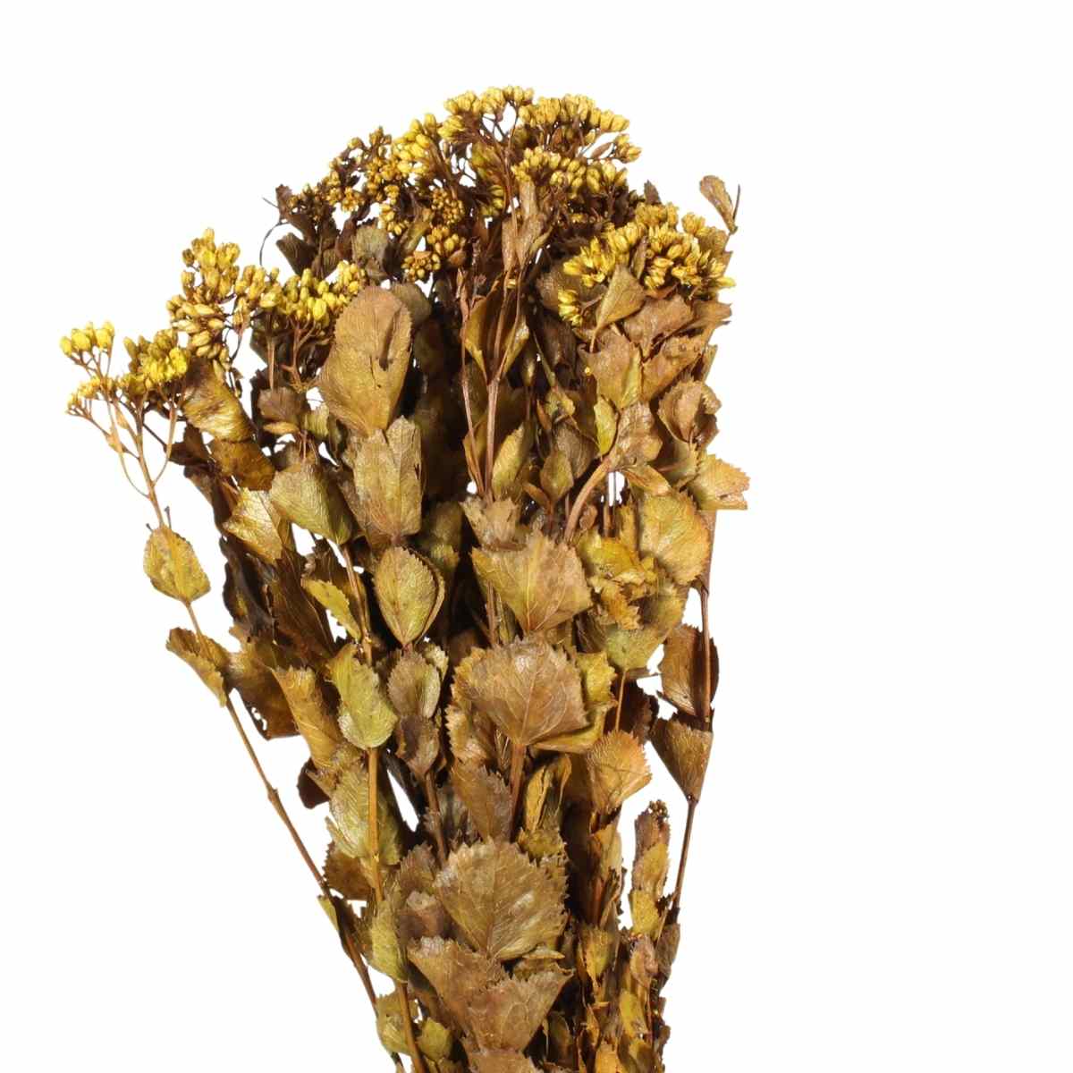 Chuvisco Amarelo Desidratado