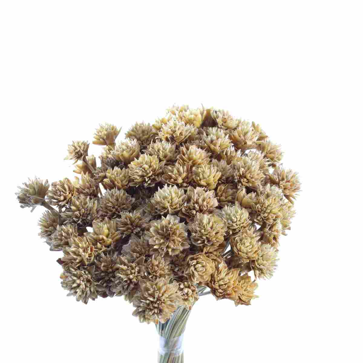 Planta Seca Botão Espeta Nariz Bege 50cm