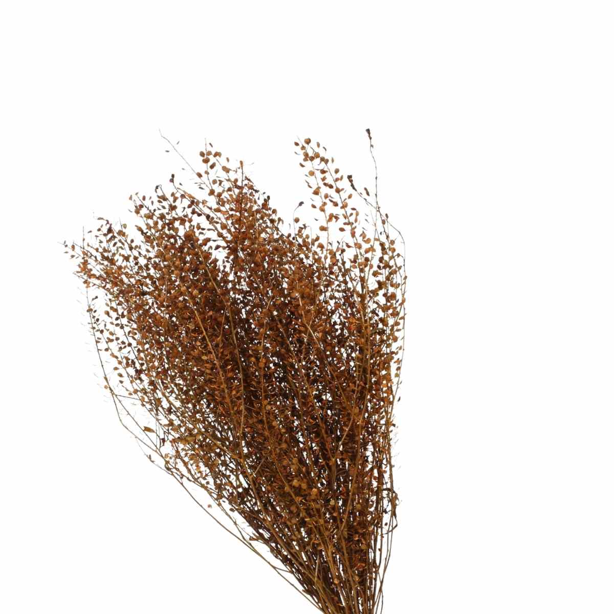 Planta Seca Sementinha Laranja 50cm