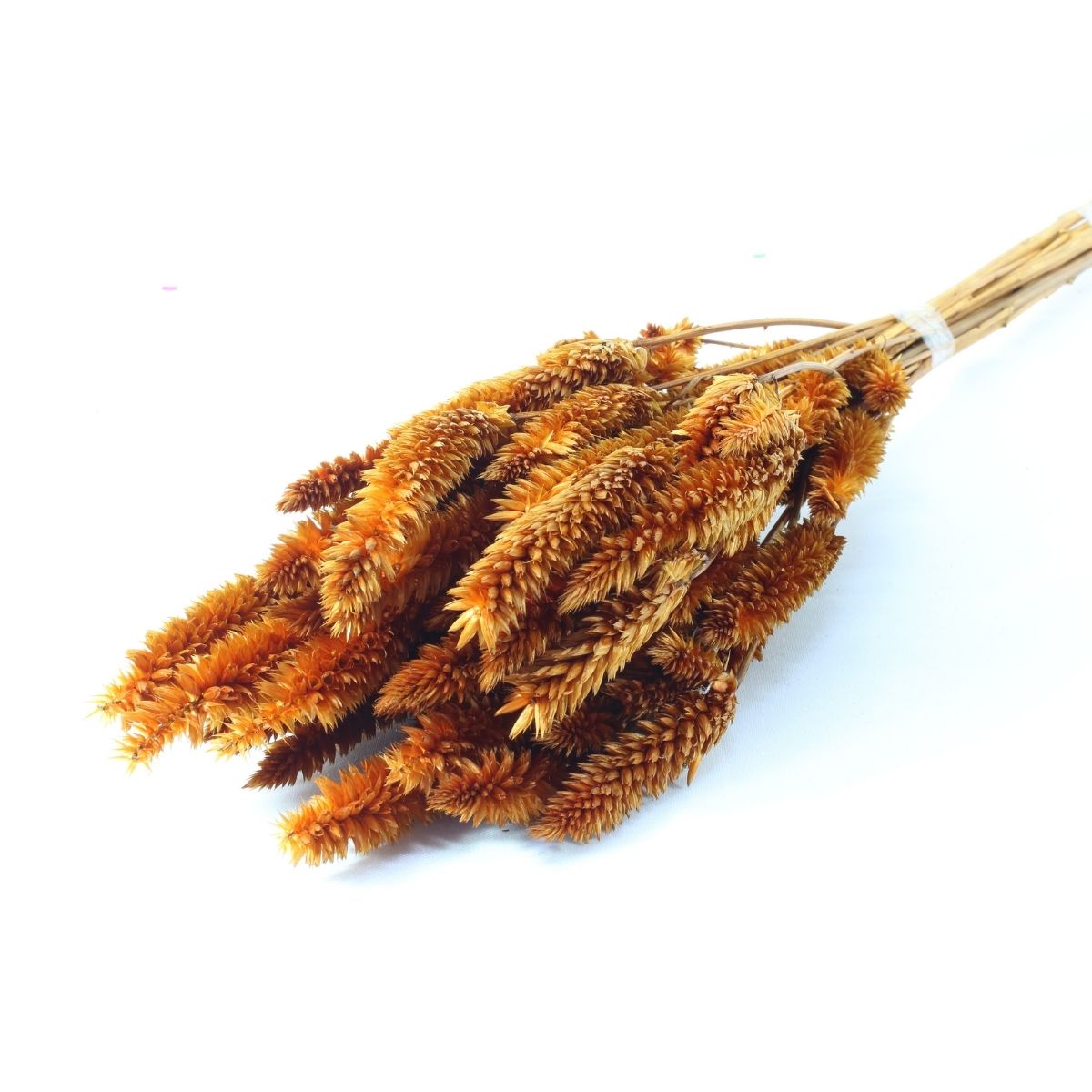 Planta Seca Buque Celosia Laranja