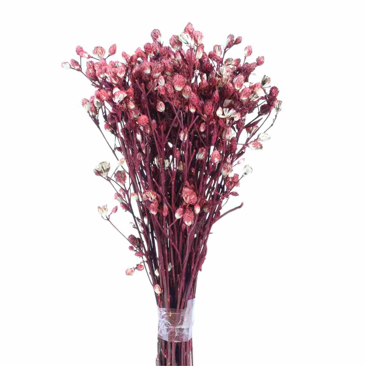 Planta Seca Romo Roxo Vermelho 50cm