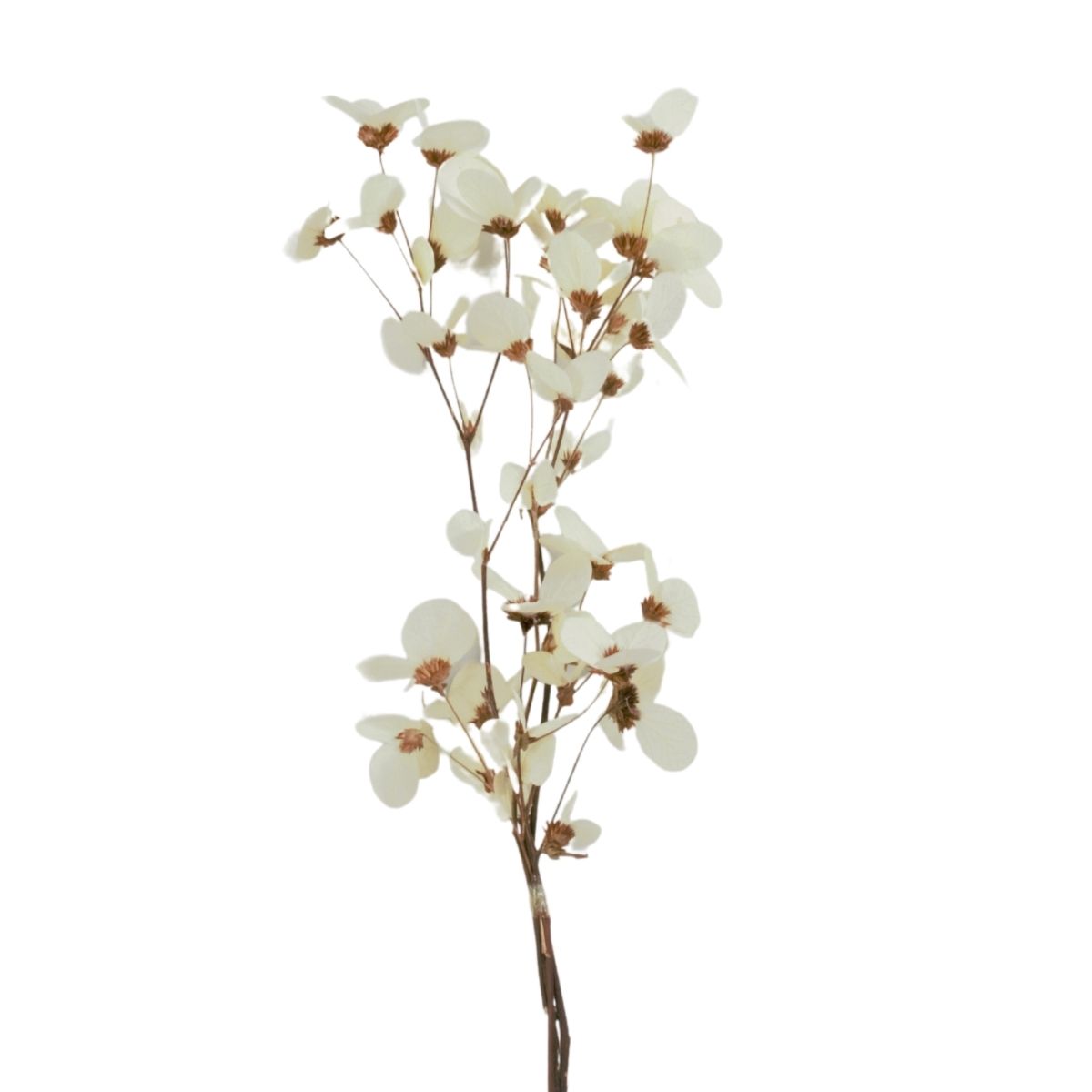 Planta Seca Moedinha no Carrapicho 50cm