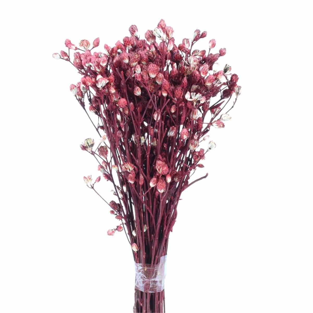 Ramo Roxo Vermelho Flor Desidratada Buque Flores Secas