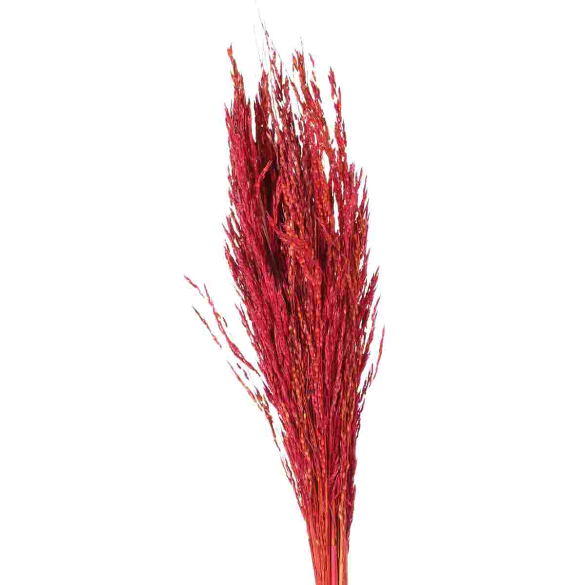 Planta Seca Capim Arroz do Cerrado Vermelha