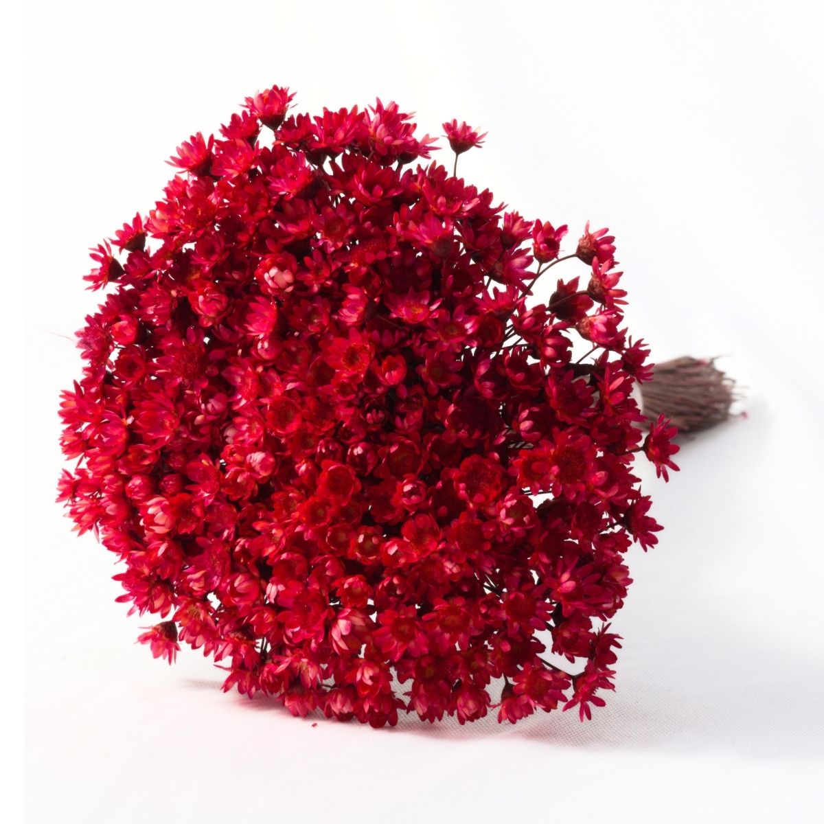 Sempre Viva Vermelha