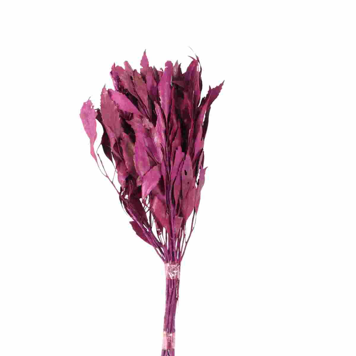 Planta Seca Carne de Vaca Rosa 50cm