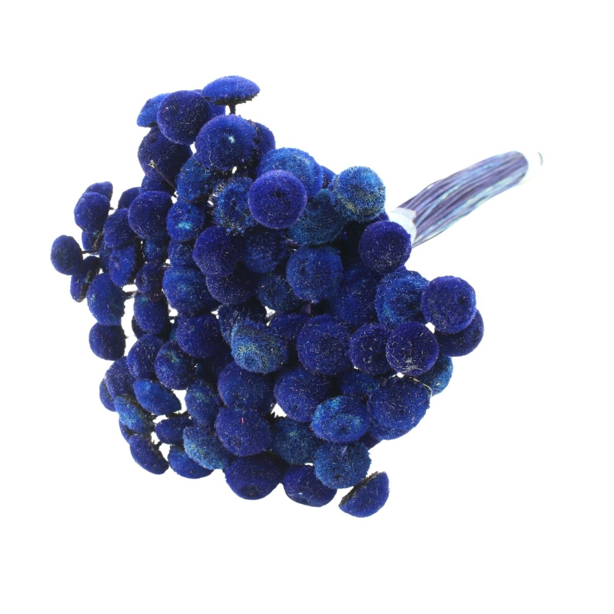 Planta Seca Botão Branco Desidratado Roxo