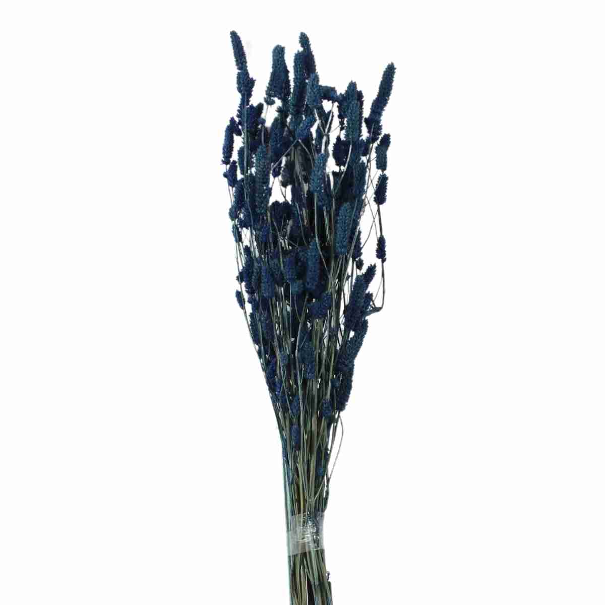 Rabo de Coelho Azul Desidratado