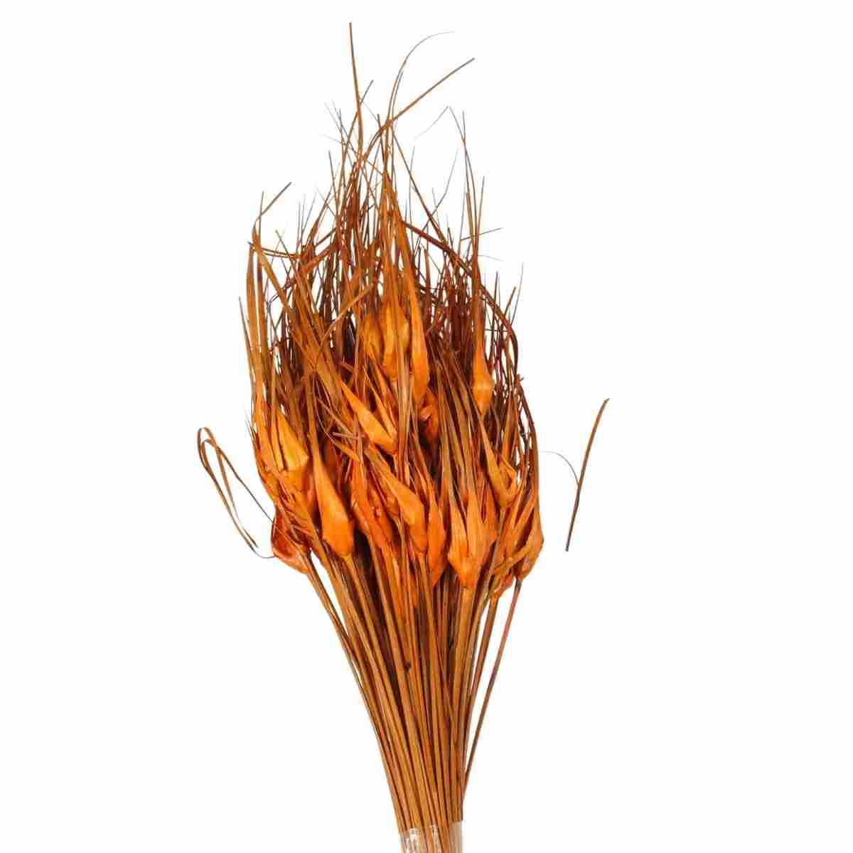 Planta Seca Capim Estrela Laranja 50cm