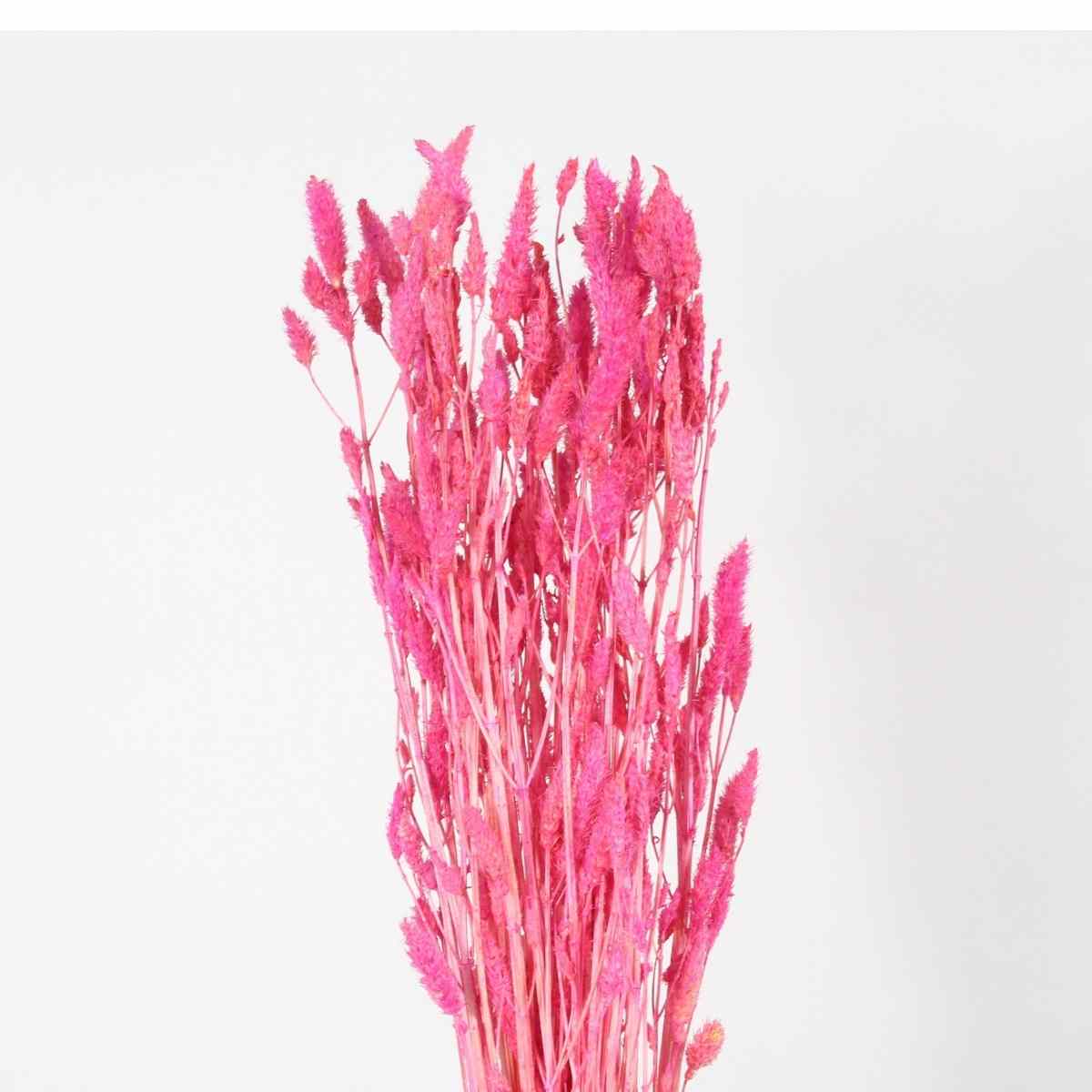 Rabo de Coelho Rosa Desidratado