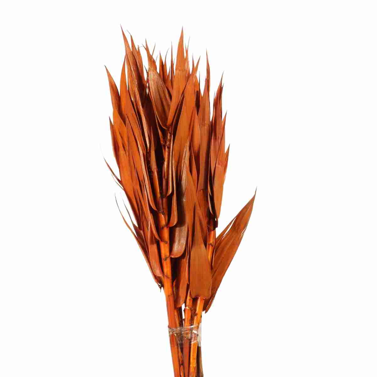 Planta Seca Capim Navalha Laranja 55cm