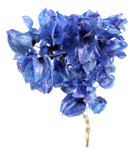 Planta Seca Bougainville Azul 40cm