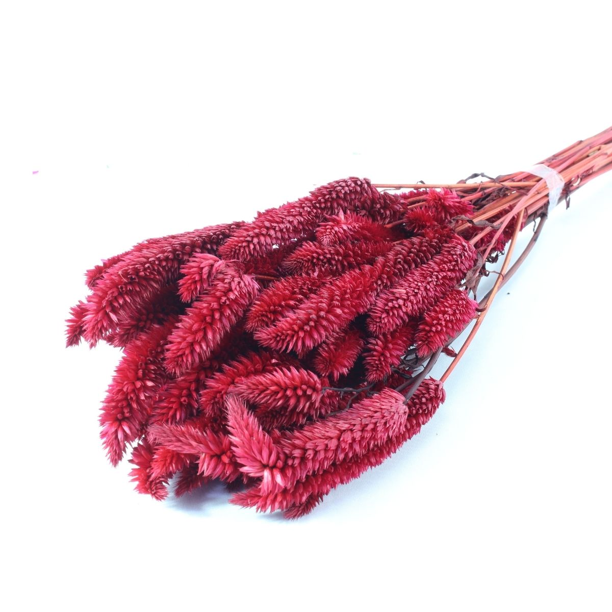 Planta Seca Buque Rabo de Gato Vermelho 50cm