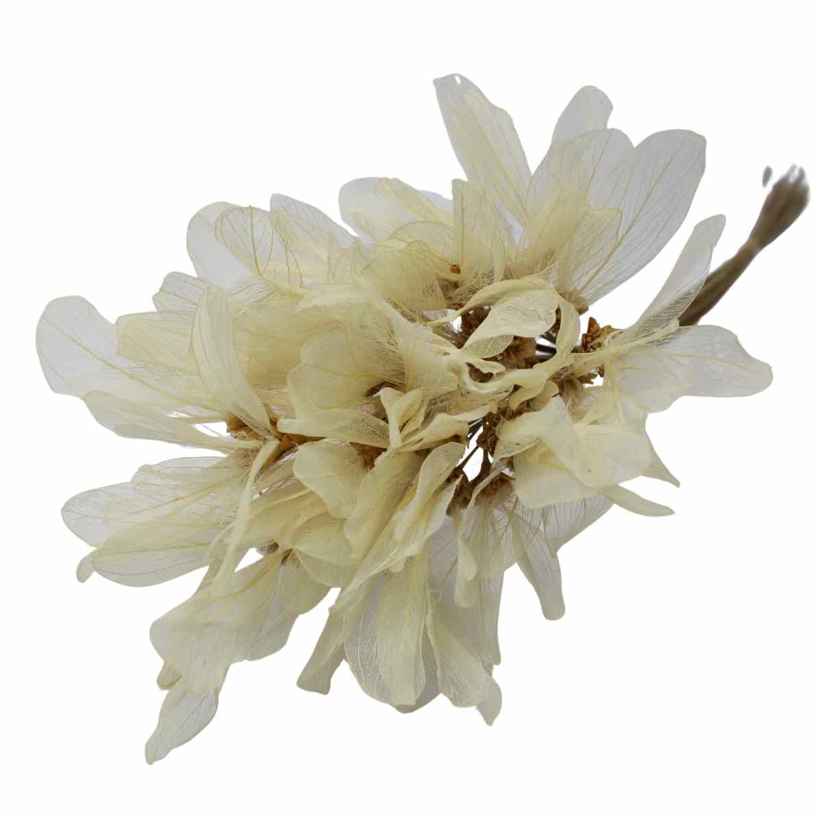 Planta Seca Buquê Flor de Asa de Barata Natural 50cm