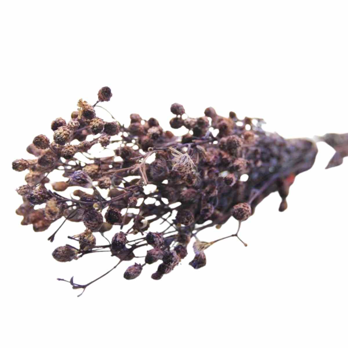 Ramo Roxo Roxo Flor Desidratada Buque Flores Secas