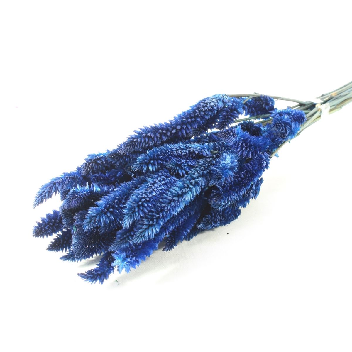 Planta Seca Buque Celosia Azul 50cm