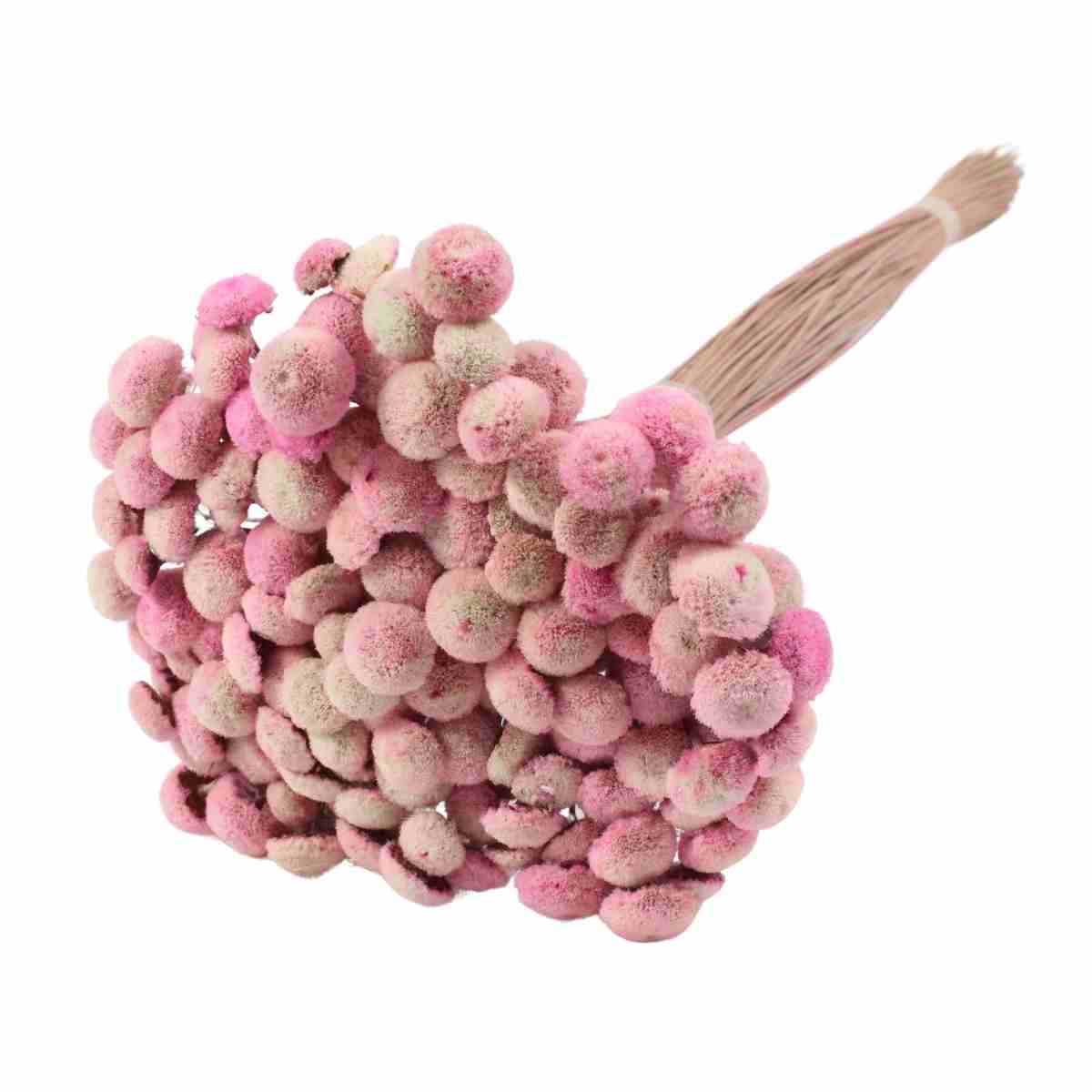 Planta Seca Botão Branco Rosa  40cm