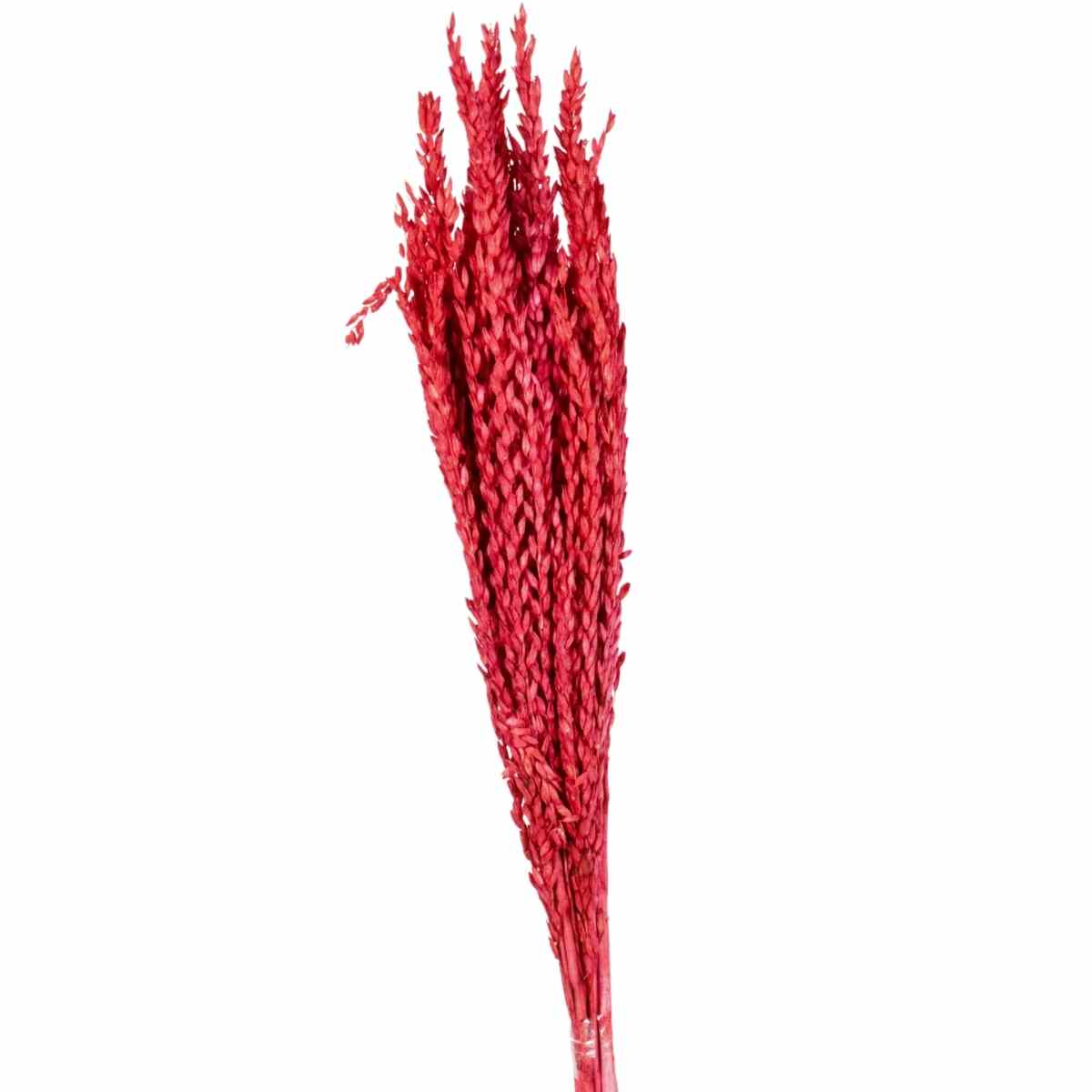 Planta Seca Flor de Milho Vermelho 60 cm