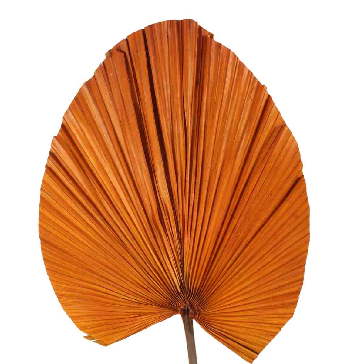 Planta Seca Latania Laranja 70cm
