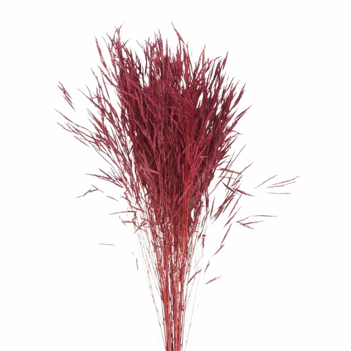 Planta Seca Capim Chorão Vermelho 60cm