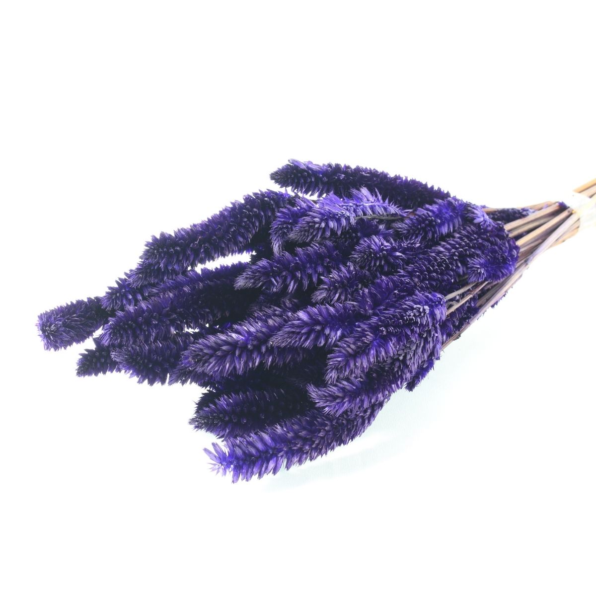 Celósia Rabo De Gato Roxo Desidratado