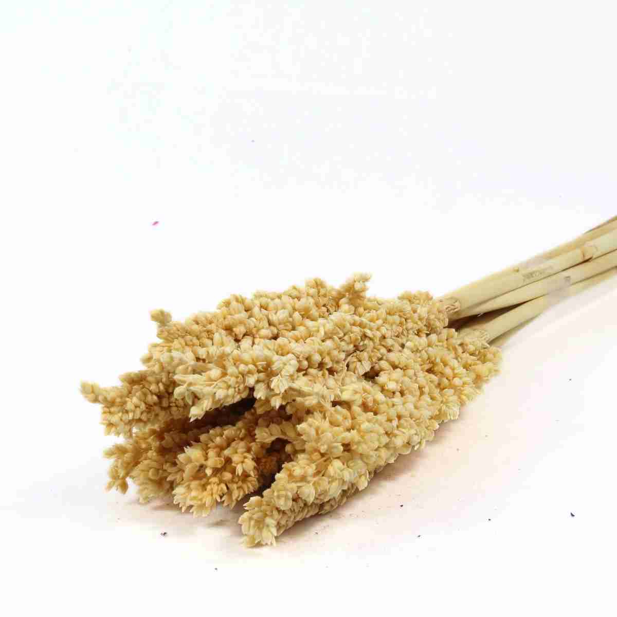 Planta Seca Sorgo Branco 60cm