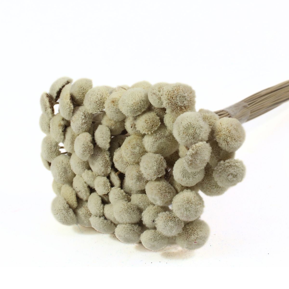 Planta Seca Botão Branco 40cm