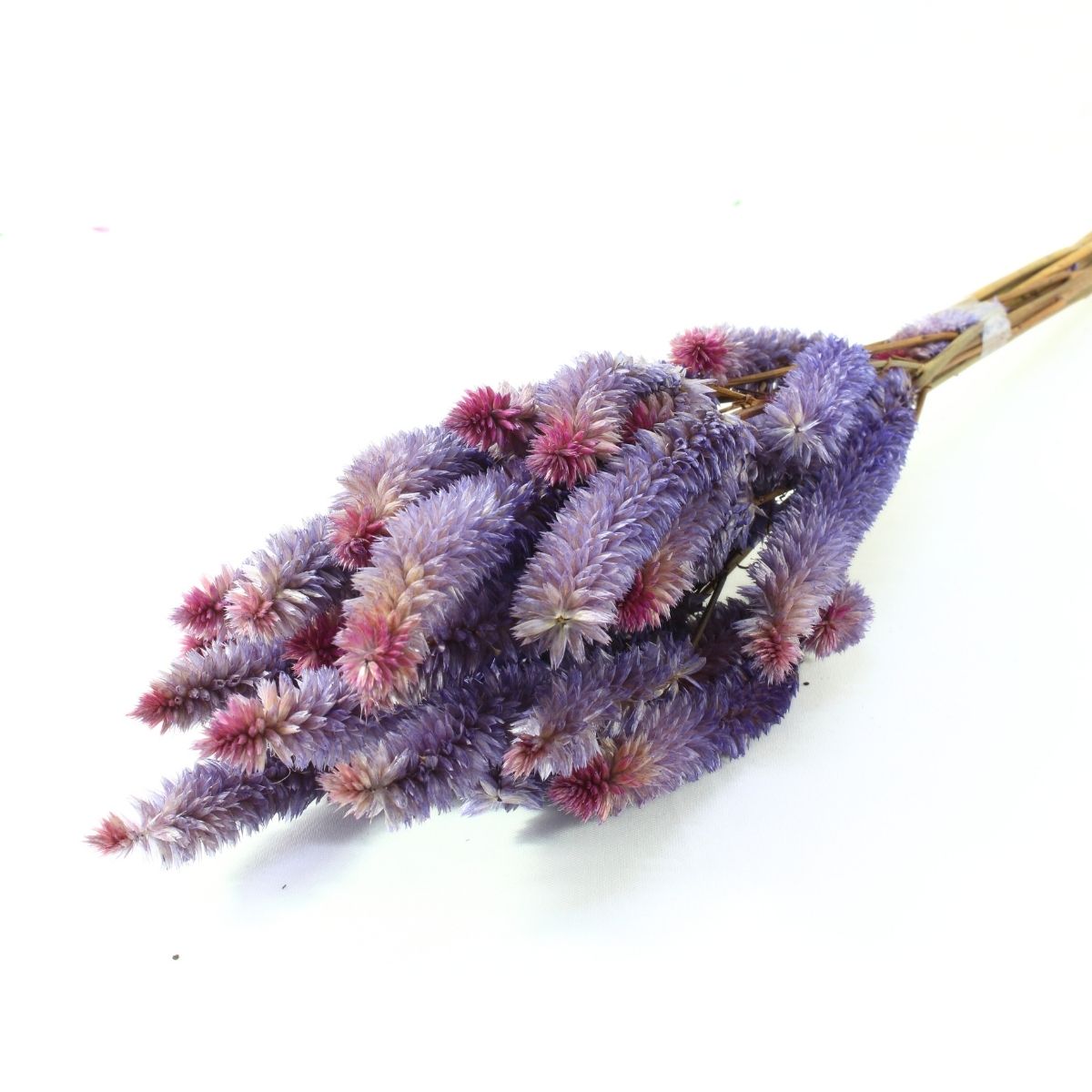 Celósia Rabo De Gato Lilás Desidratado