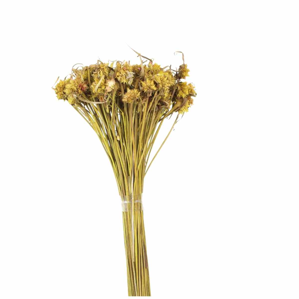 Cebolão Amarelo Desidratado