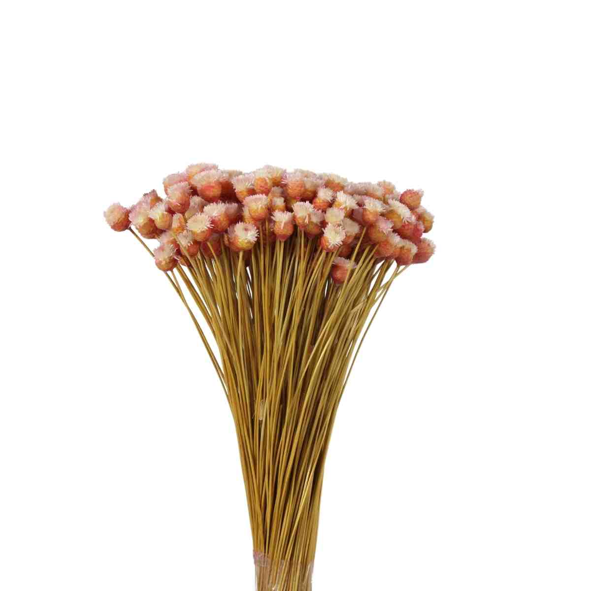 Planta Seca Jazida Rosa Claro 30cm