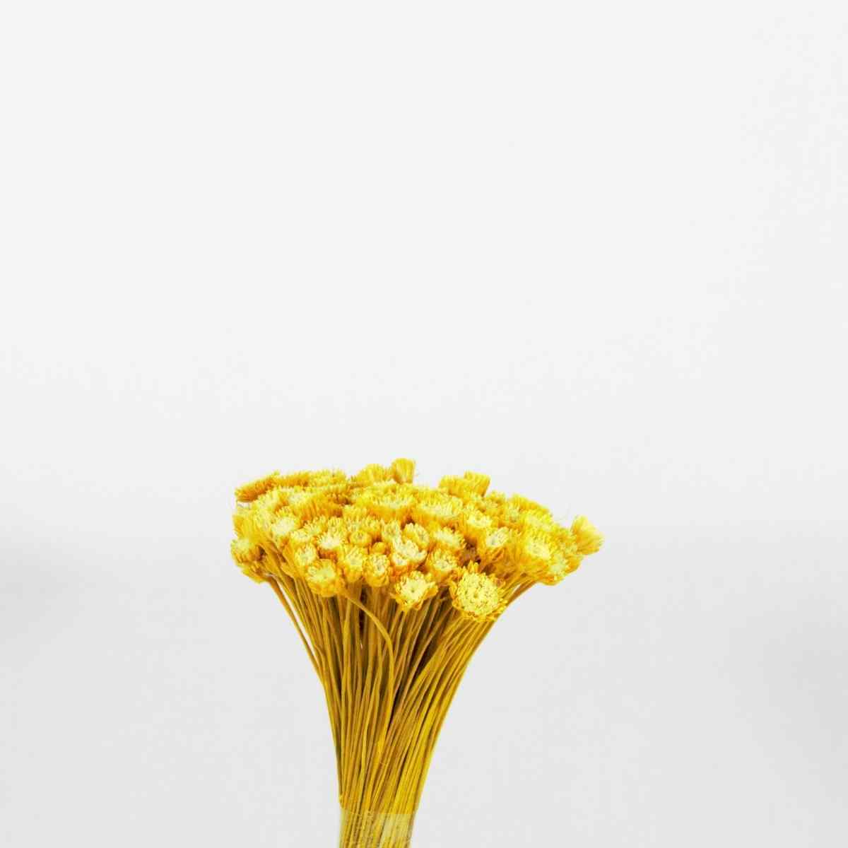 Plantas Seca Botão Margarida Desidratado Amarelo