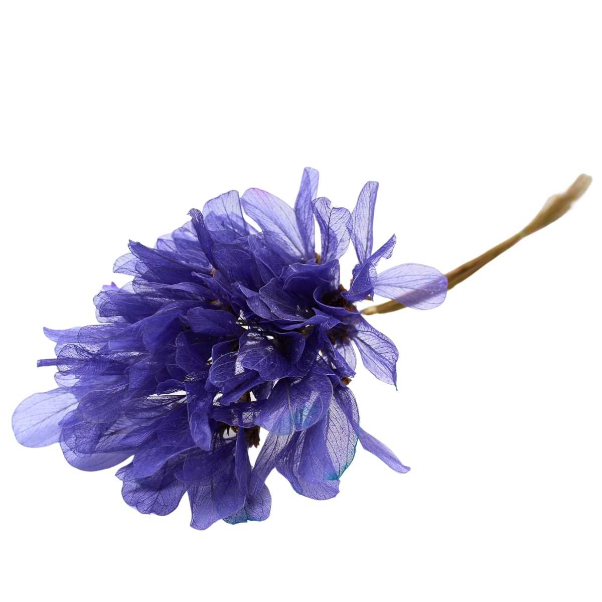 Planta Seca Folha Asa de Barata Lilas 50cm