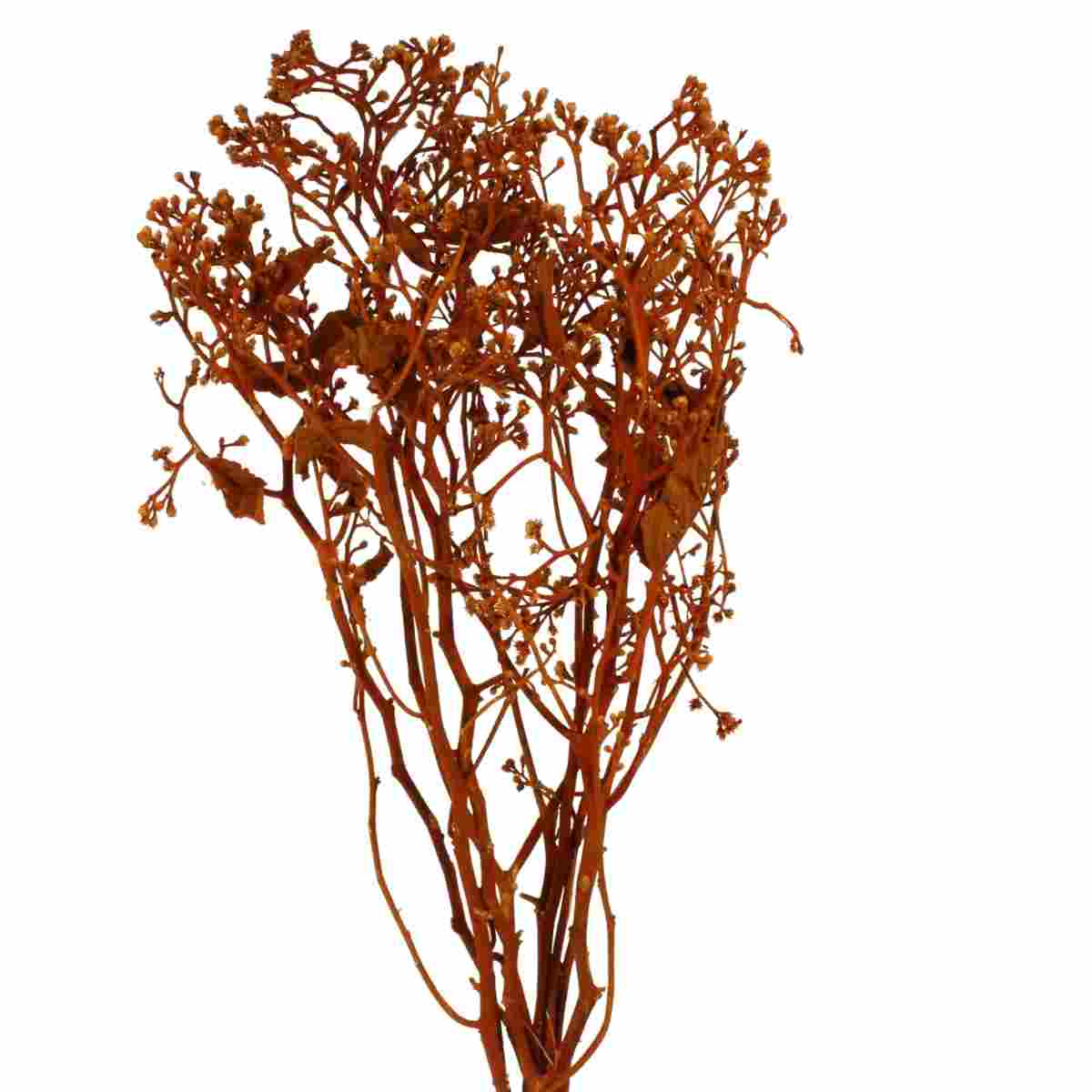 Dedo De Anjo Laranja Flor Desidratada Buque Flores Secas